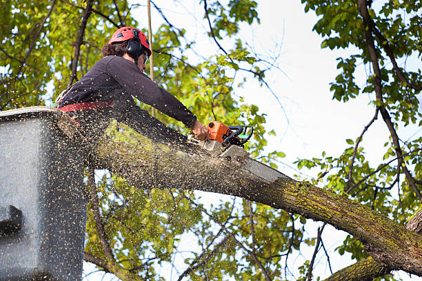 Best Residential Tree Removal  in Matamoras, OH