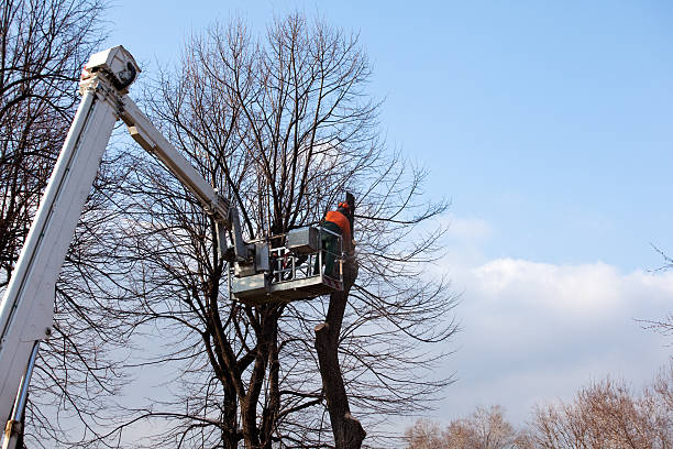 How Our Tree Care Process Works  in  Matamoras, OH